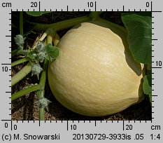 Cucurbita maxima Bambino