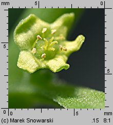 Tetragonia tetragonioides (tetragonia czterorożna)