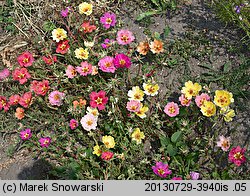 Portulaca grandiflora (portulaka wielkokwiatowa)