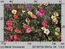 Portulaca grandiflora (portulaka wielkokwiatowa)