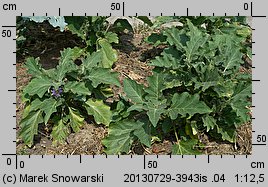 Solanum melongena (oberżyna)