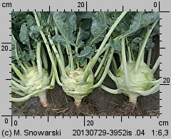 Brassica oleracea var. gongylodes (kapusta warzywna kalarepa)