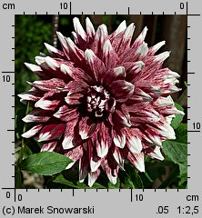 Dahlia Orange Duet