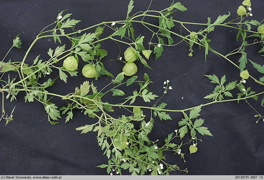 Cardiospermum halicacabum (kardiospermum zielone)