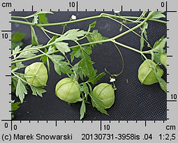 Cardiospermum halicacabum (kardiospermum zielone)