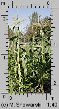 Zea mays ssp. saccharata (kukurydza zwyczajna cukrowa)