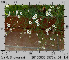 Erigeron karvinskianus (przymiotno Karwinskiego)
