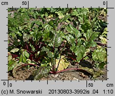 Beta vulgaris ssp. vulgaris var. conditiva (burak ćwikłowy)