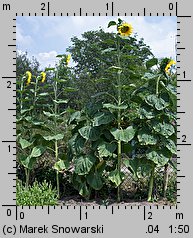 Helianthus annuus (słonecznik zwyczajny)