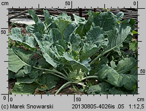 Brassica oleracea var. gongylodes (kapusta warzywna kalarepa)