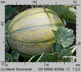 Cucumis melo (ogórek melon)