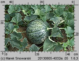 Cucumis melo (ogórek melon)