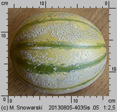 Cucumis melo (ogórek melon)