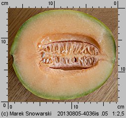 Cucumis melo (ogórek melon)