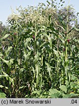 Zea mays ssp. saccharata (kukurydza zwyczajna cukrowa)