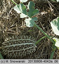 Cucumis africanus (ogórek ozdobny)