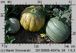 Cucumis melo (ogórek melon)