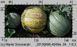 Cucumis melo (ogórek melon)