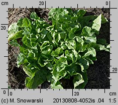 Cichorium endivia ssp. endivia (cykoria endywia typowa)