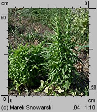 Lactuca sativa var. foliosa (sałata liściowa)