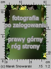 Portulaca oleracea ssp. sativa (portulaka pospolita siewna)
