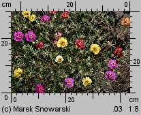 Portulaca grandiflora (portulaka wielkokwiatowa)