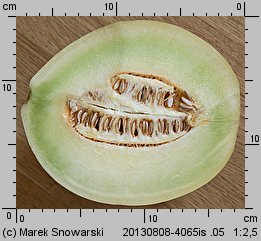 Cucumis melo (ogórek melon)