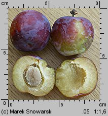 Prunus domestica ssp. domestica (śliwa domowa typowa)