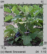 Solanum melongena (oberżyna)