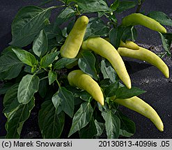 Capsicum annuum (papryka roczna)