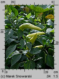 Capsicum annuum (papryka roczna)