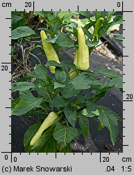 Capsicum annuum (papryka roczna)