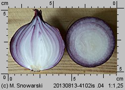 Allium cepa (czosnek cebula)