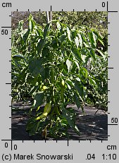 Capsicum annuum (papryka roczna)