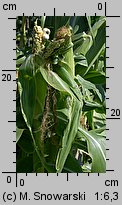 Zea mays ssp. saccharata (kukurydza zwyczajna cukrowa)