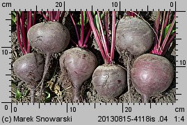 Beta vulgaris ssp. vulgaris var. conditiva (burak ćwikłowy)