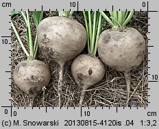 Beta vulgaris ssp. vulgaris var. conditiva (burak ćwikłowy)