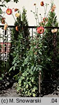 Dahlia hort. Procyon