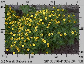 Tagetes tenuifolia (aksamitka wąskolistna)