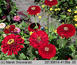 Zinnia elegans (cynia wytworna)