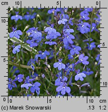 Lobelia erinus (lobelia przylądkowa)