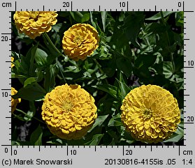 Zinnia elegans (cynia wytworna)