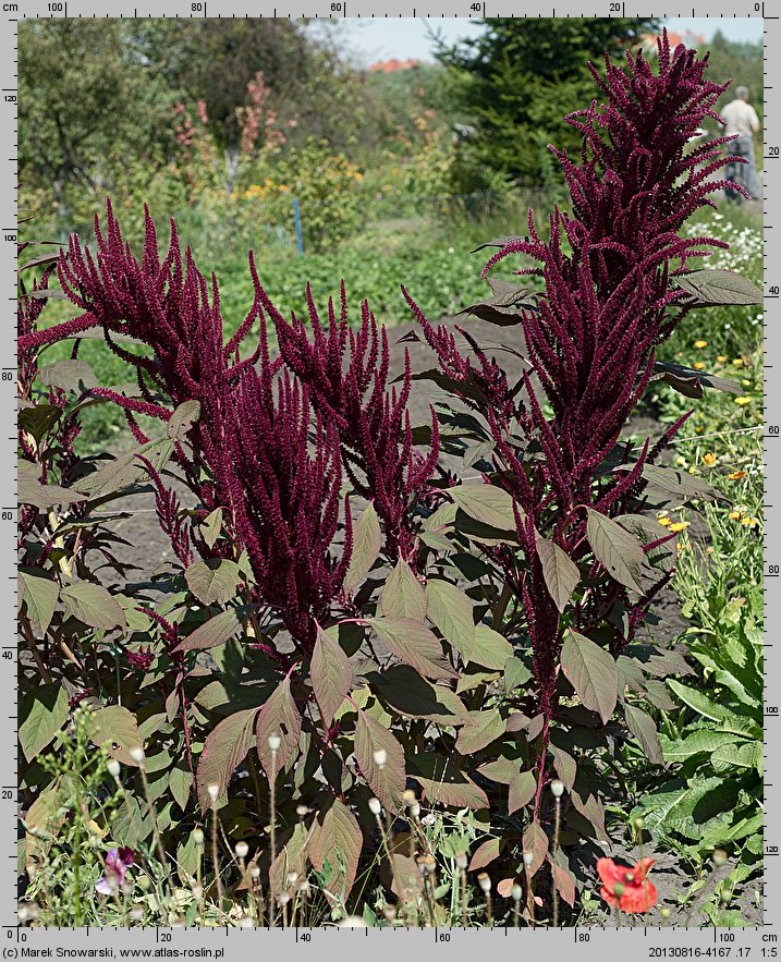 Amaranthus cruentus (szarłat wyniosły)