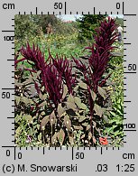 Amaranthus cruentus (szarłat wyniosły)