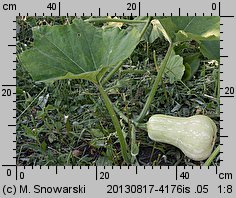 Cucurbita moschata (dynia piżmowa)