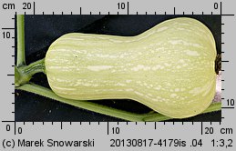 Cucurbita moschata (dynia piżmowa)