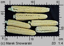 Zea mays ssp. saccharata (kukurydza zwyczajna cukrowa)