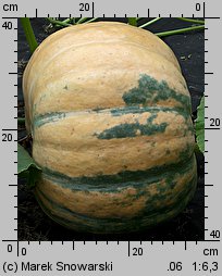 Cucurbita maxima Melonowa Żółta