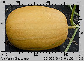 Cucurbita maxima (dynia olbrzymia)