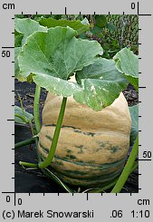 Cucurbita maxima Melonowa Żółta